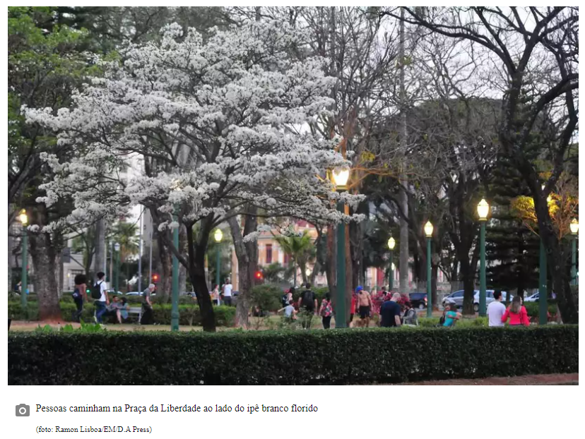 Noiva da Cidade': ipê branco floresce na Praça da Liberdade
