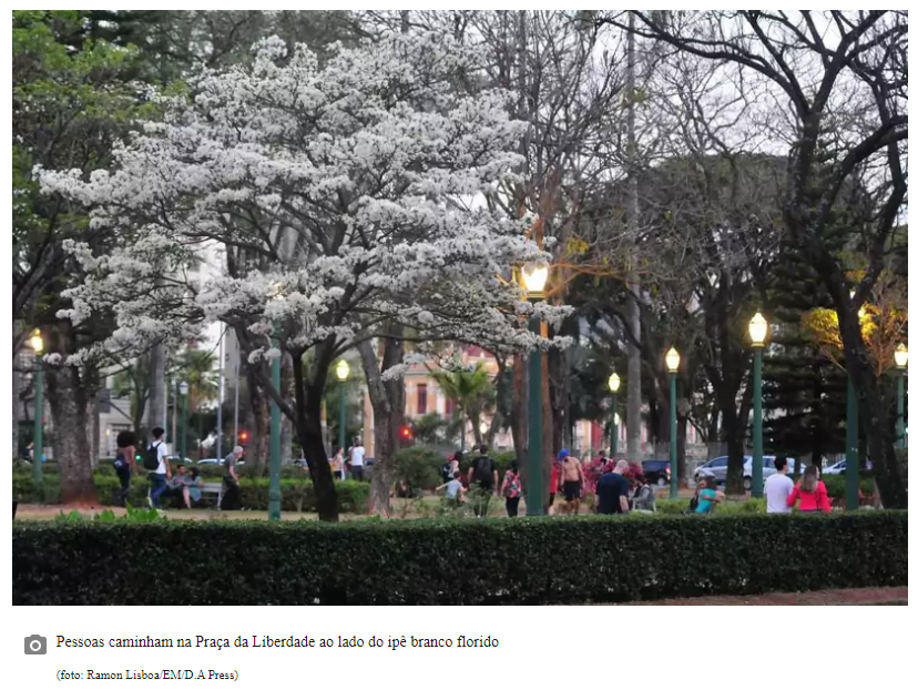 Noiva da Cidade ipê branco floresce na Praça da Liberdade