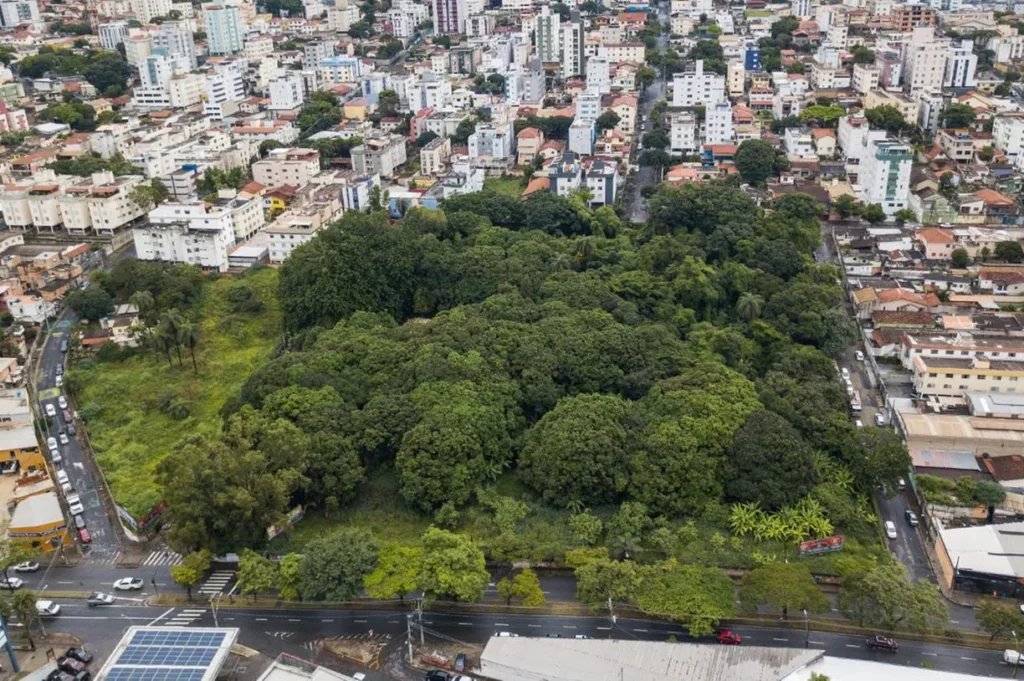 Movimento tenta evitar corte de 465 árvores na mata do Jardim América, em BH
