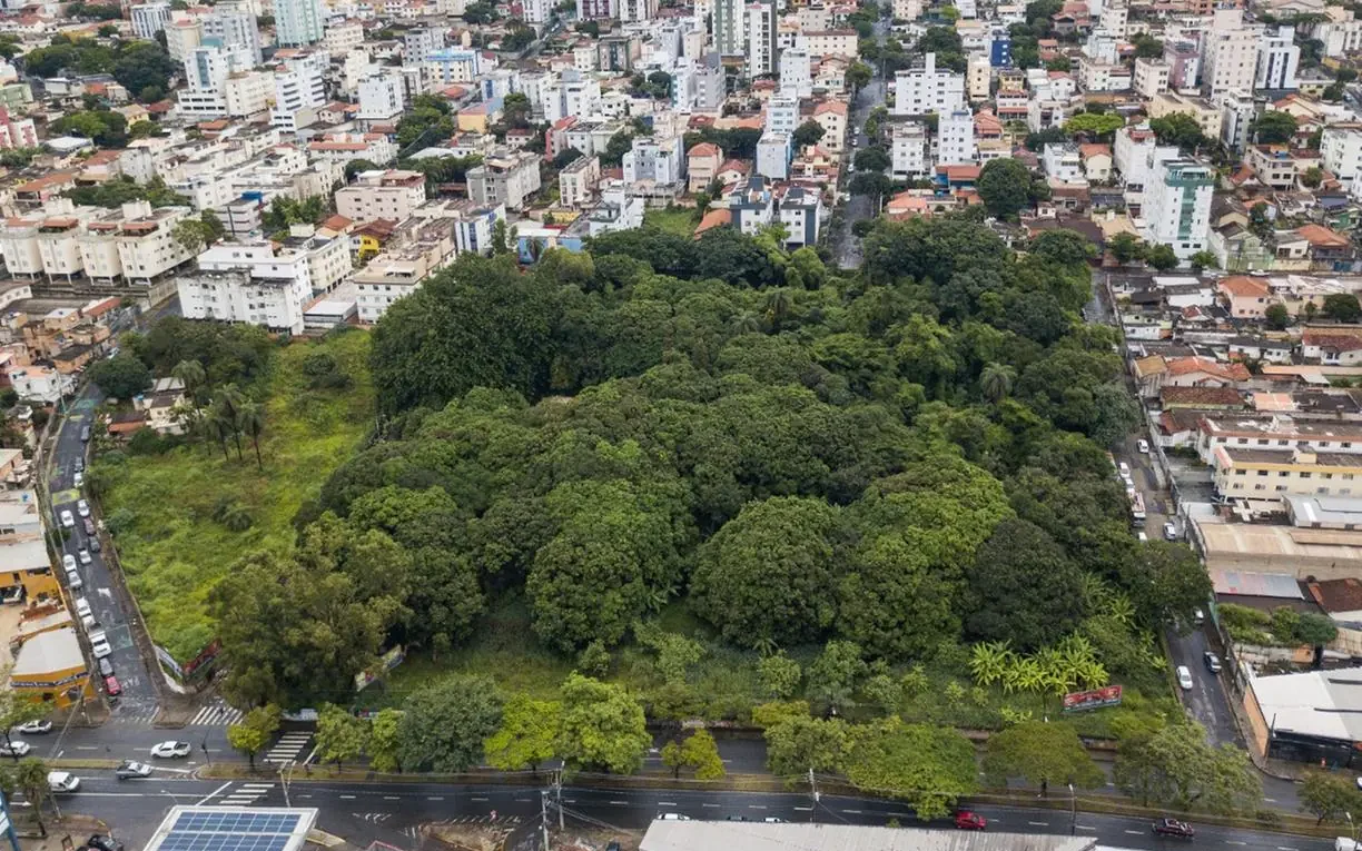 Movimento tenta evitar corte de 465 árvores na mata do Jardim América, em BH